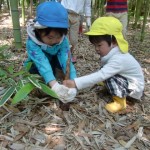 タケノコの収穫